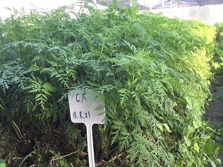 川芎種子，川芎苓子，川芎苓種，川芎種